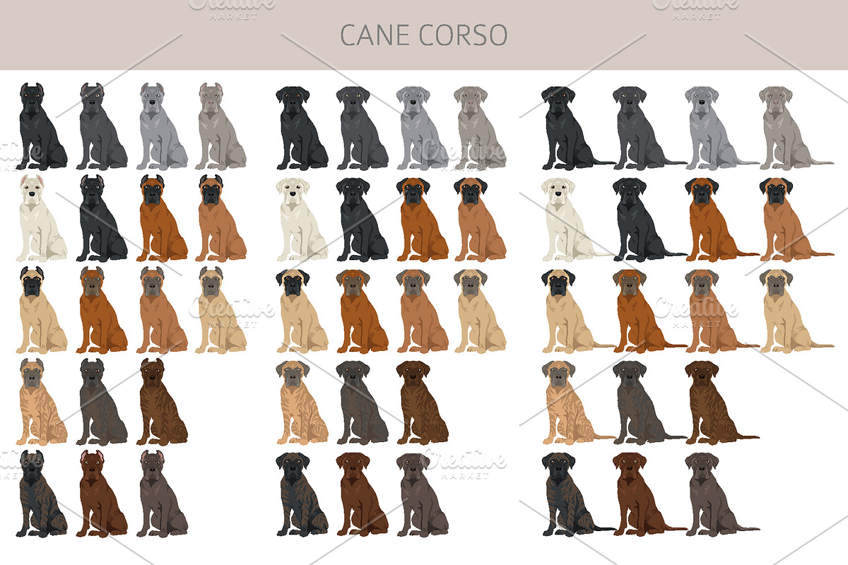 Cane Corso dog clip art, an Animal Illustration by pet design shop (Photo 4 of 9)