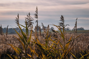 Oat, a Nature Photo by jakub_kopecky