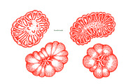 Tomato Farm Vector Collection, a Food Illustration by Lubov Illustrations Shop (Thumbnail 2 of 13)