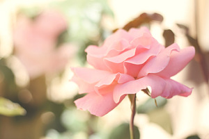 Perfectly Pink 2 - Beautiful Rose