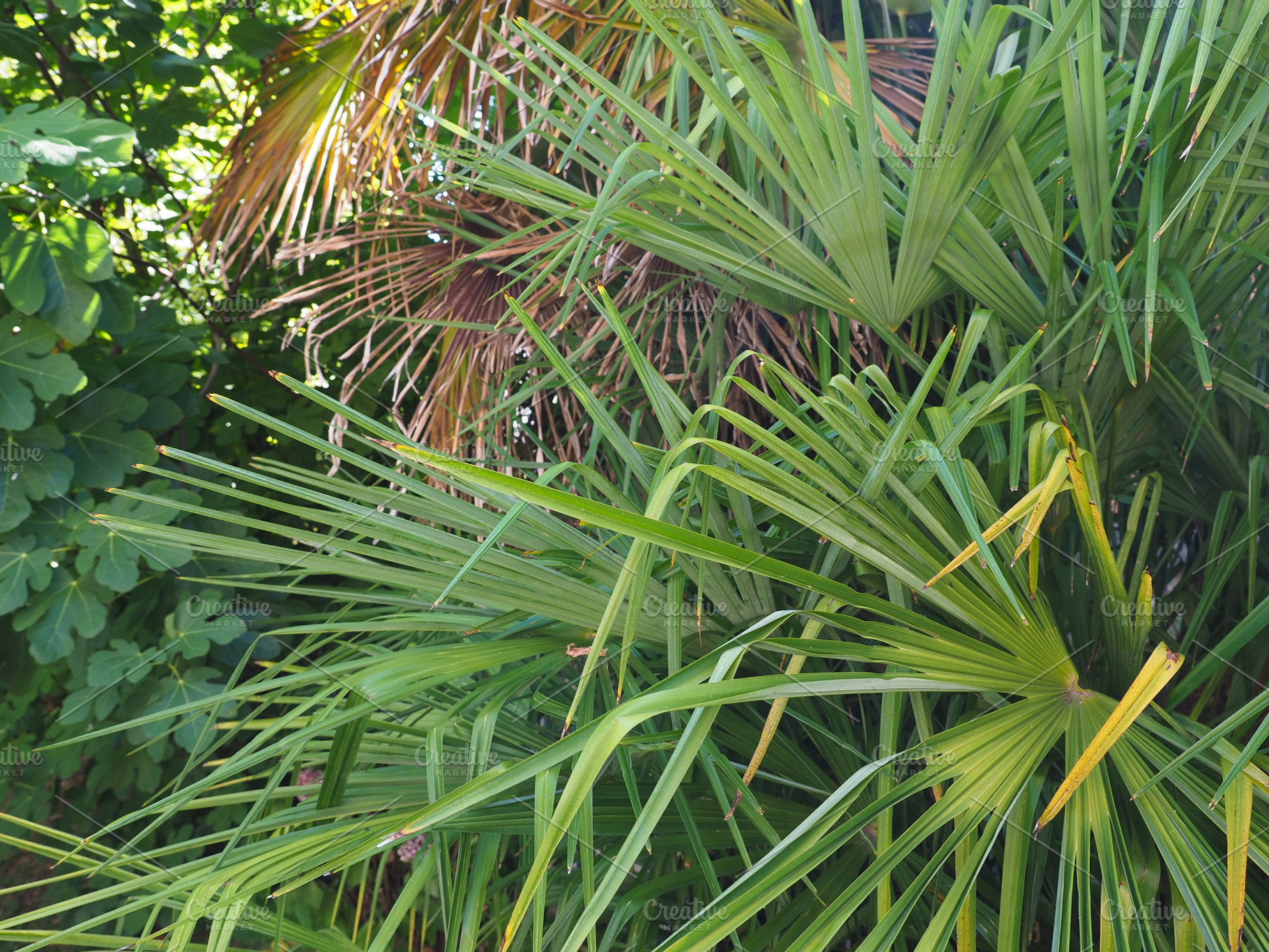 palm tree in sunny garden, a Photo by WorldOfPhotos