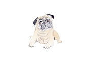 Watercolor Pug Dog Illustration, an Illustration by Foxery Digital (Thumbnail 2 of 5)