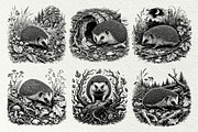 Forest Hedgehog Illustrations, an Animal Illustration by DENIDigitalArtSudio (Thumbnail 3 of 8)