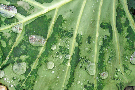 Drops on leaf containing picture, photo, and image, an Abstract Photo by TrueMitra Designs