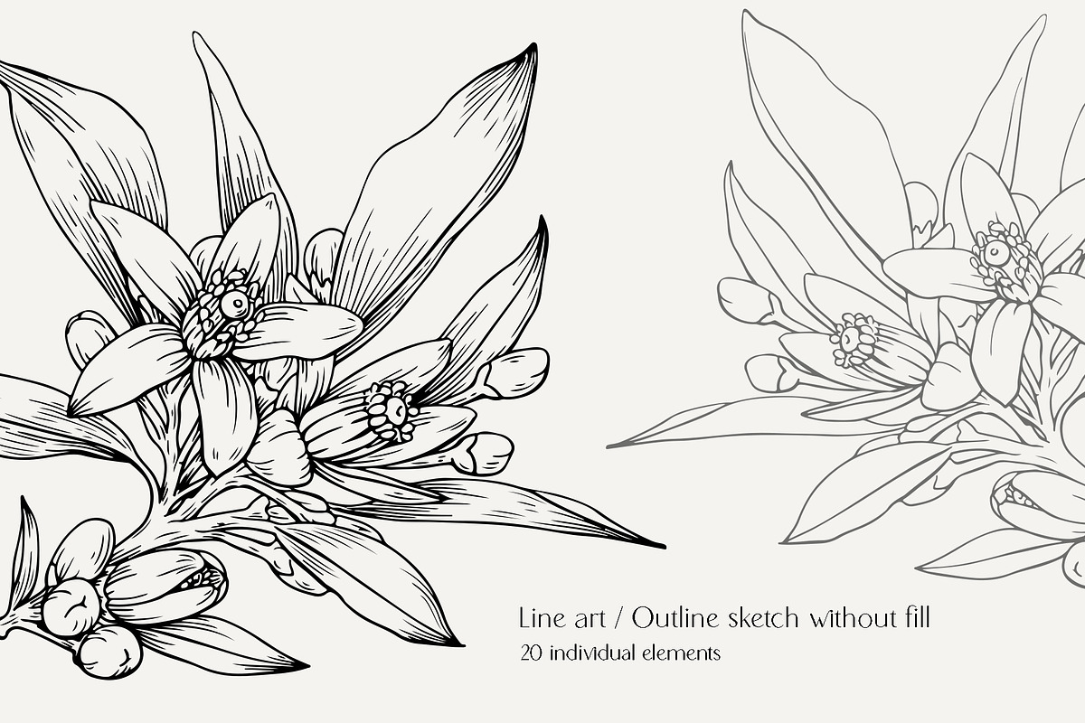 Flowers Neroli. Vector Botanical set, an Object Graphic by ON_lineart_store (Photo 3 of 10)