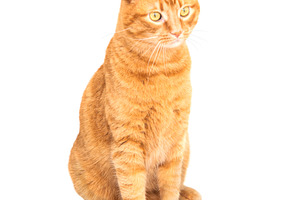 Red domestic cat, an Animal Photo by Vapi