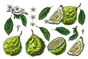 Bergamot fruits, flower and leaves, a Food Illustration by Sabelskaya