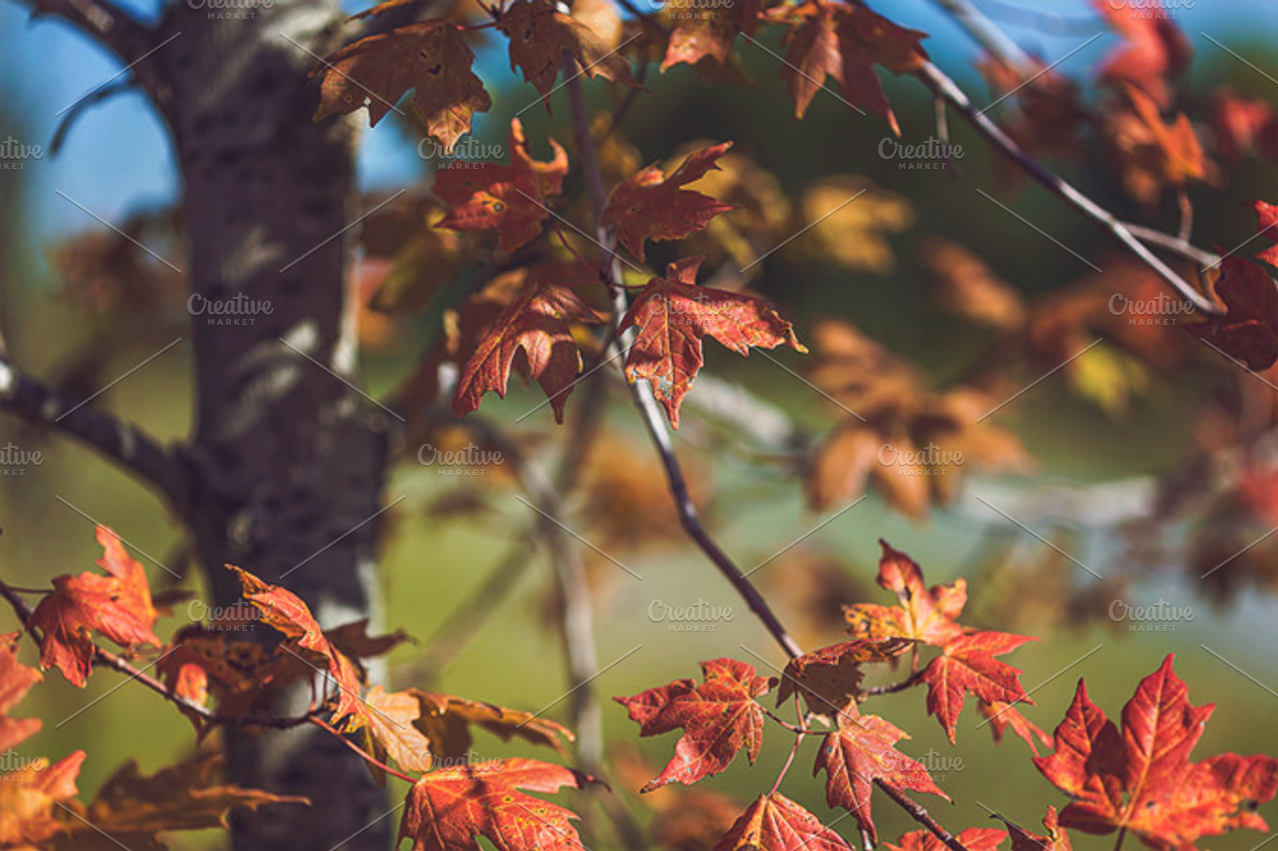 Autumn Days Stock Photograph