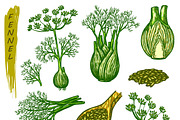 Fennel sketch, spice seasoning set, a Food Illustration by GenziWorkshop (Thumbnail 2 of 3)