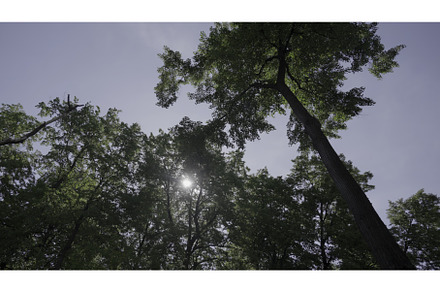 A Serene and Inviting View of the, a Nature Photo by Media Whale Stock