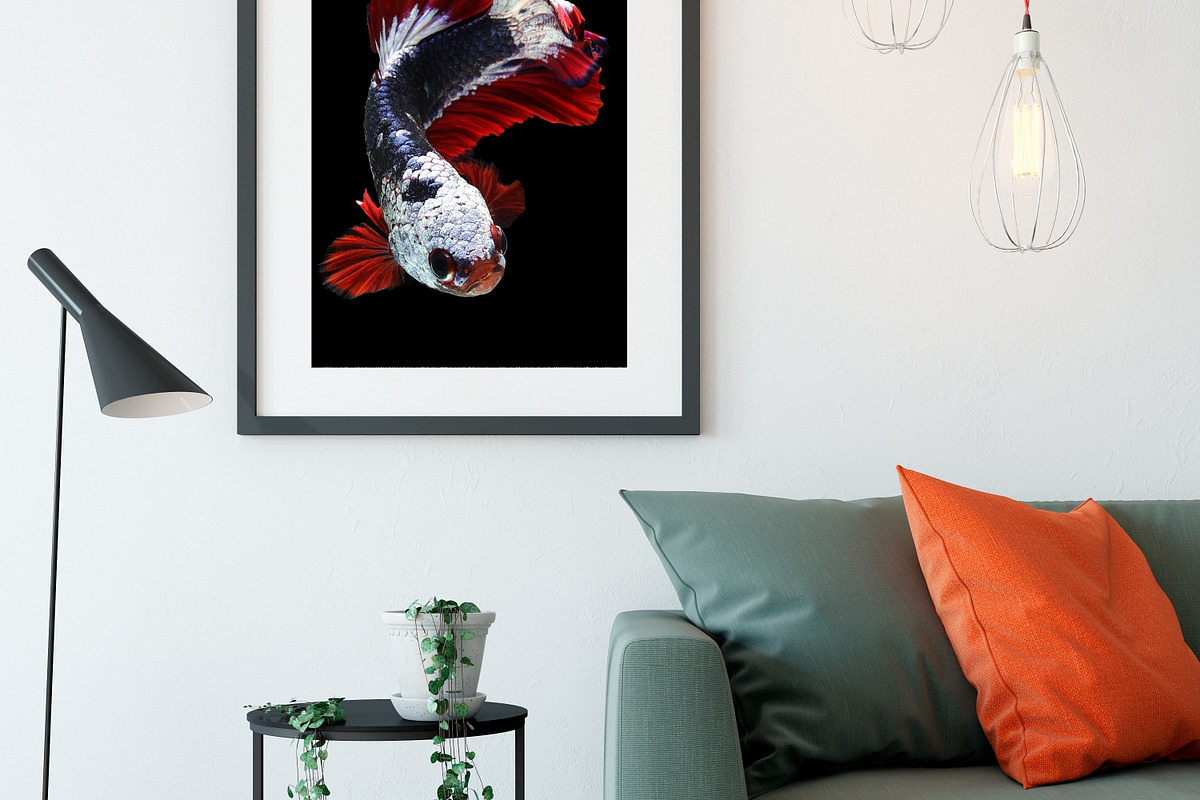 100 Photos of The Siamese Betta fish, an Animal Photo by coffeelover (Photo 7 of 12)
