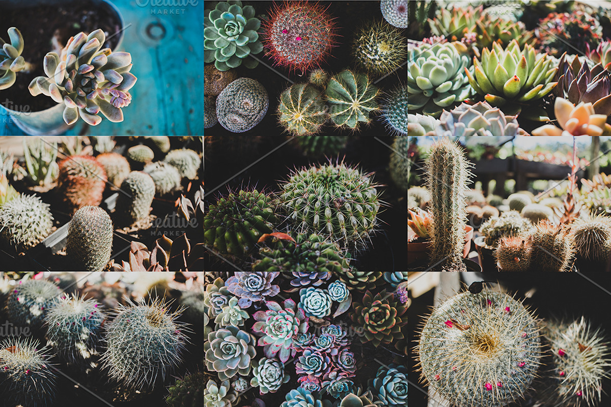 Cacti and Succulents Bundle, a Nature Photo by René Jordaan Photography (Photo 2 of 3)