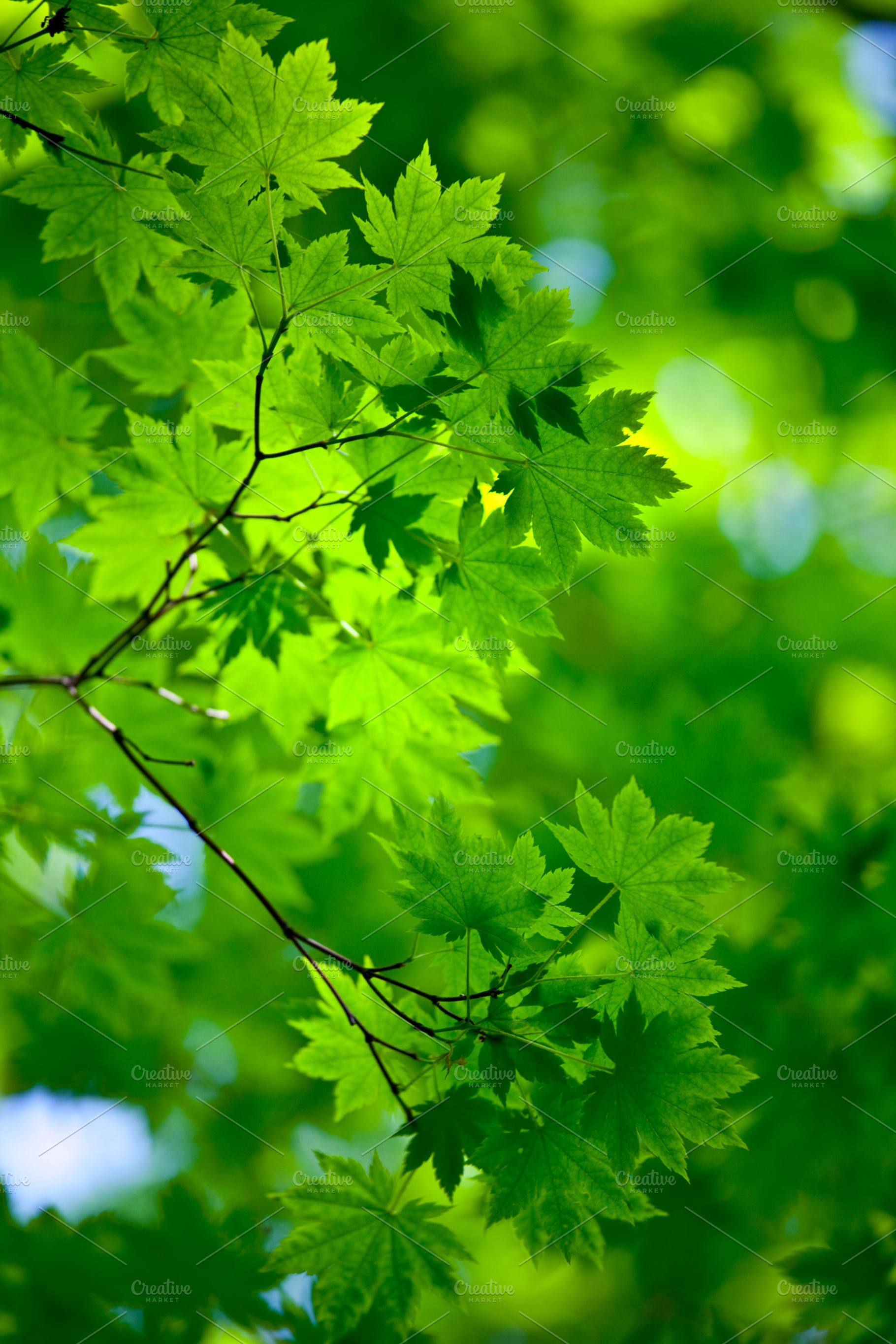 Spring background green maple leaves, a Nature Photo by Vector Tradition