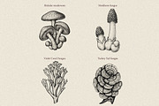 35 Mushrooms & Fungi–Engraved Vector, an Object Graphic by Gonez Studio (Thumbnail 7 of 13)