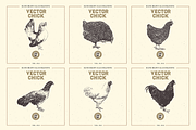 VECTOR CHICK HAND DRAWN BUNDLE VOL25, an Animal Illustration by pawellpi (Thumbnail 8 of 9)