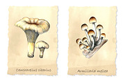 Pencil vintage mushrooms., a Food Illustration by Vikeriya (Thumbnail 3 of 5)