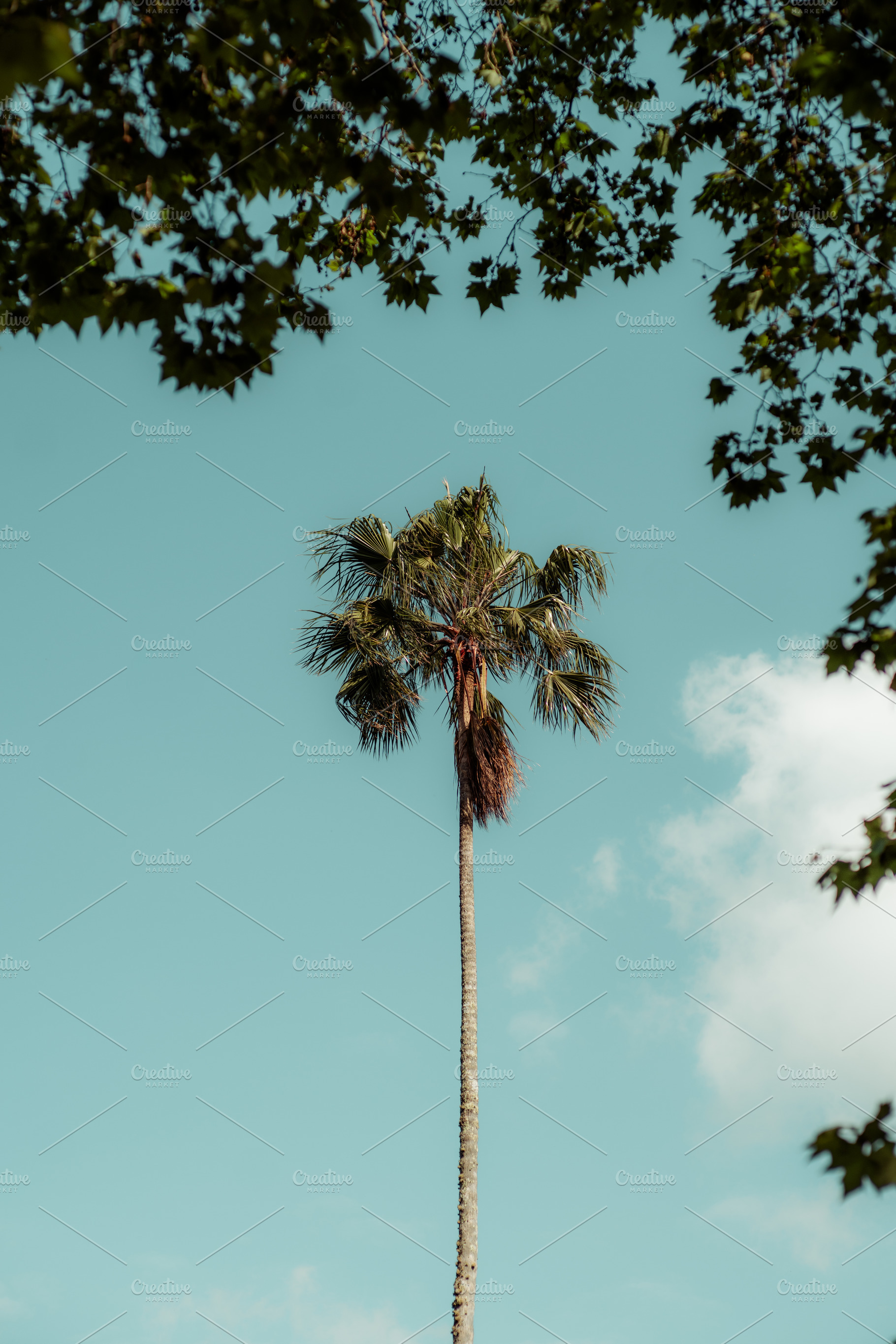 Palm tree framed by leafy branches, a Nature Photo by SkyNext