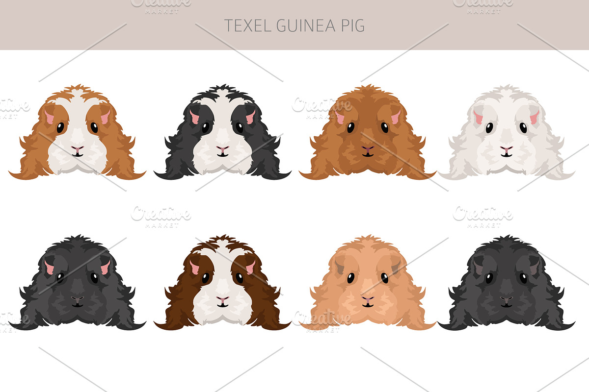 Texel Guinea Pig set, an Animal Illustration by pet design shop (Photo 5 of 5)