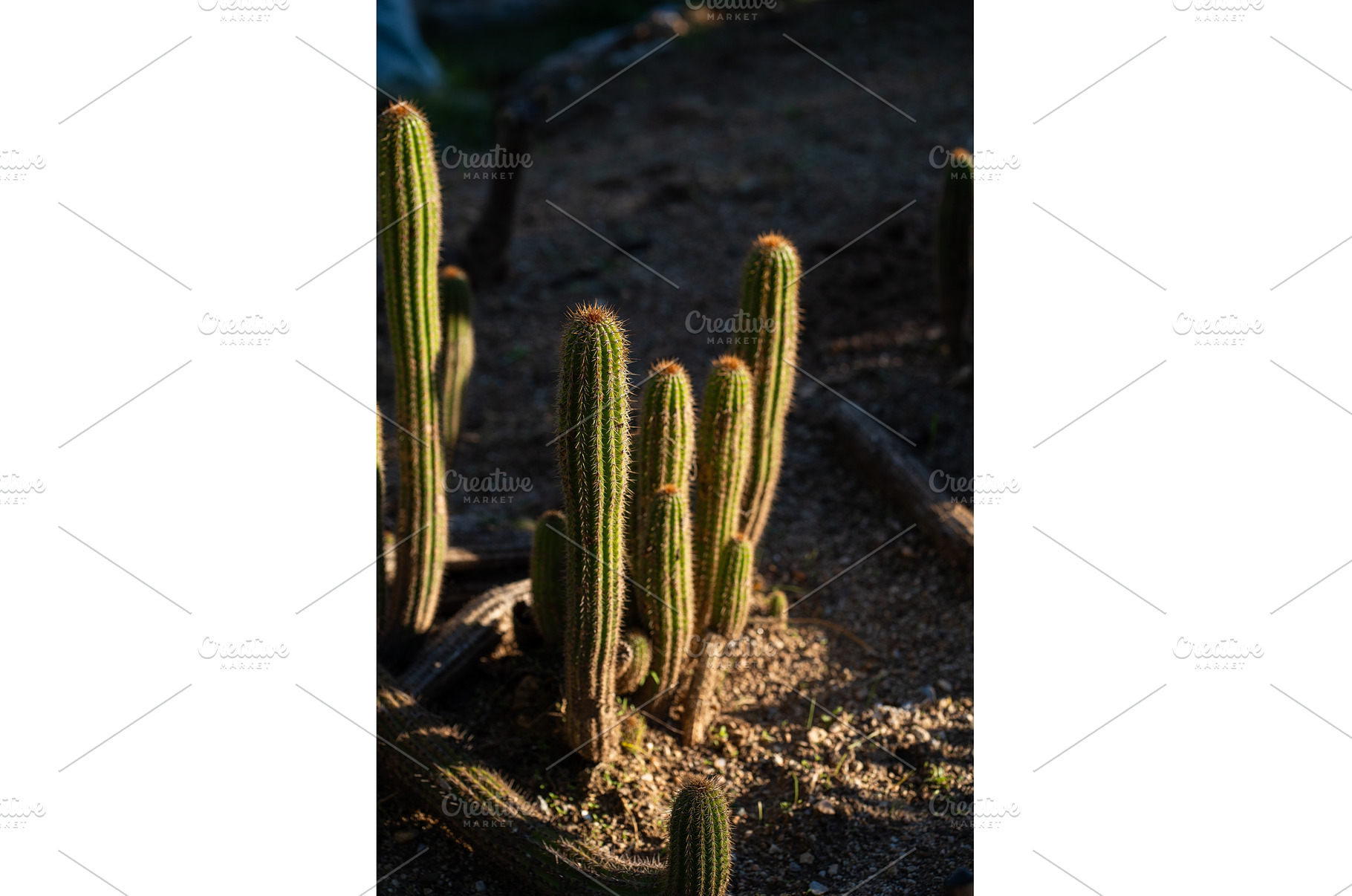 Cactus plants thriving in a dry, a Nature Photo by volodymyrshtun13795