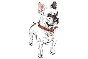 Vector Set French Bulldog Dogs