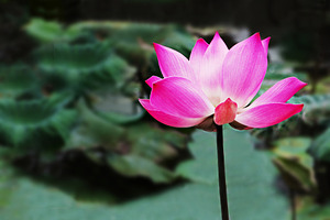 Lotus flower, a Photo by saiko3p