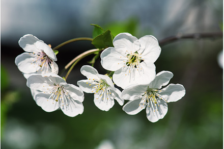 Cherry flowers frame, a Nature Photo by Nature and travel