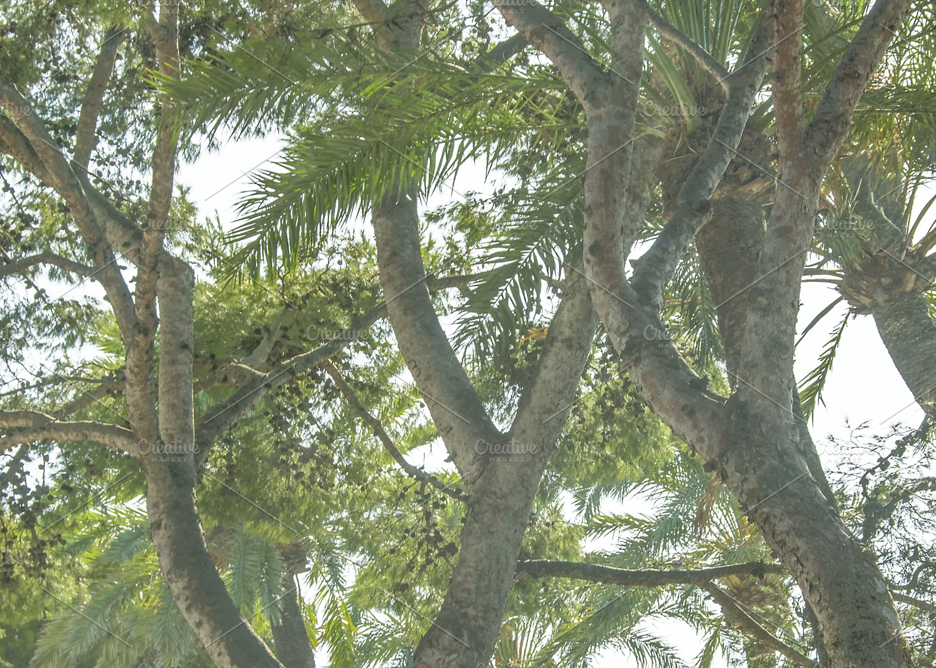 Low angle view park trees, a Nature Photo by DanFLCreativo