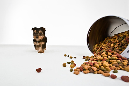 Dog and food