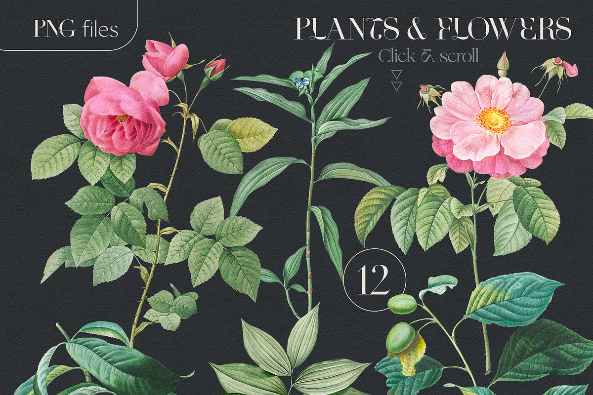 VINTAGE FLOWERS Vol.2 Watercolor Png, an Object Graphic by Oksana Trygub (Photo 3 of 9)