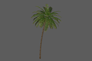 Palm_Tree_2, an Environmental 3D Model by 2dawngames (Thumbnail 1 of 2)
