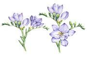 Set of Watercolor Freesia Flowers, an Illustration by Imaginasty (Thumbnail 4 of 5)