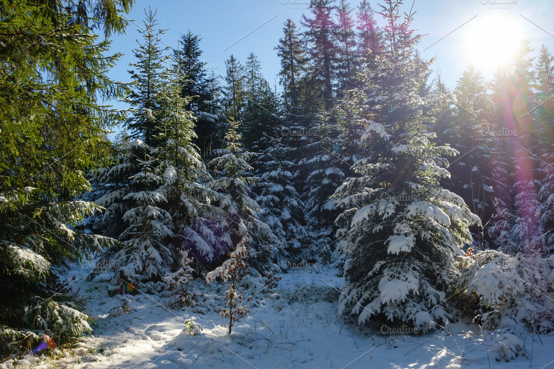 Snowy forest in winter sunlight, a Nature Photo by webarma