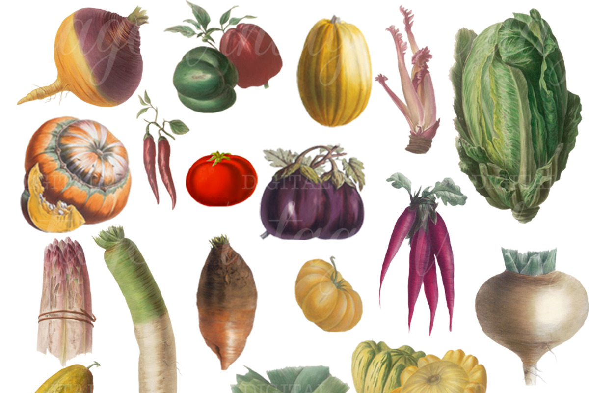 Vintage Vegetables Set 3, a Graphic by Digital Vintage (Photo 2 of 2)