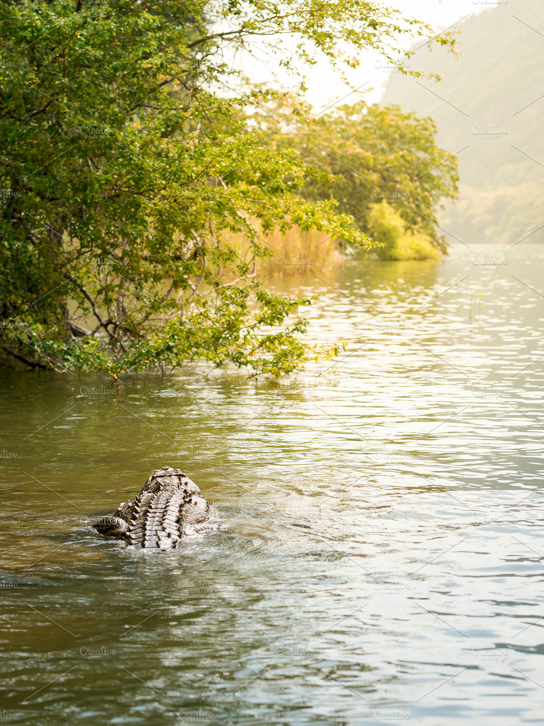 Crocodile In Sumidero Canyon, an Animal Photo by THP Creative