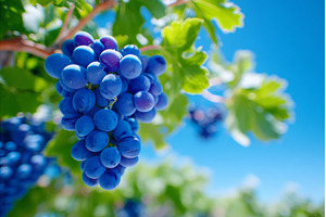 Green foliage in the vineyard, a Food & Drink Photo by ZinetroN