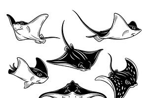 Vector of stingrays and manta rays., an Animal Illustration by yod67