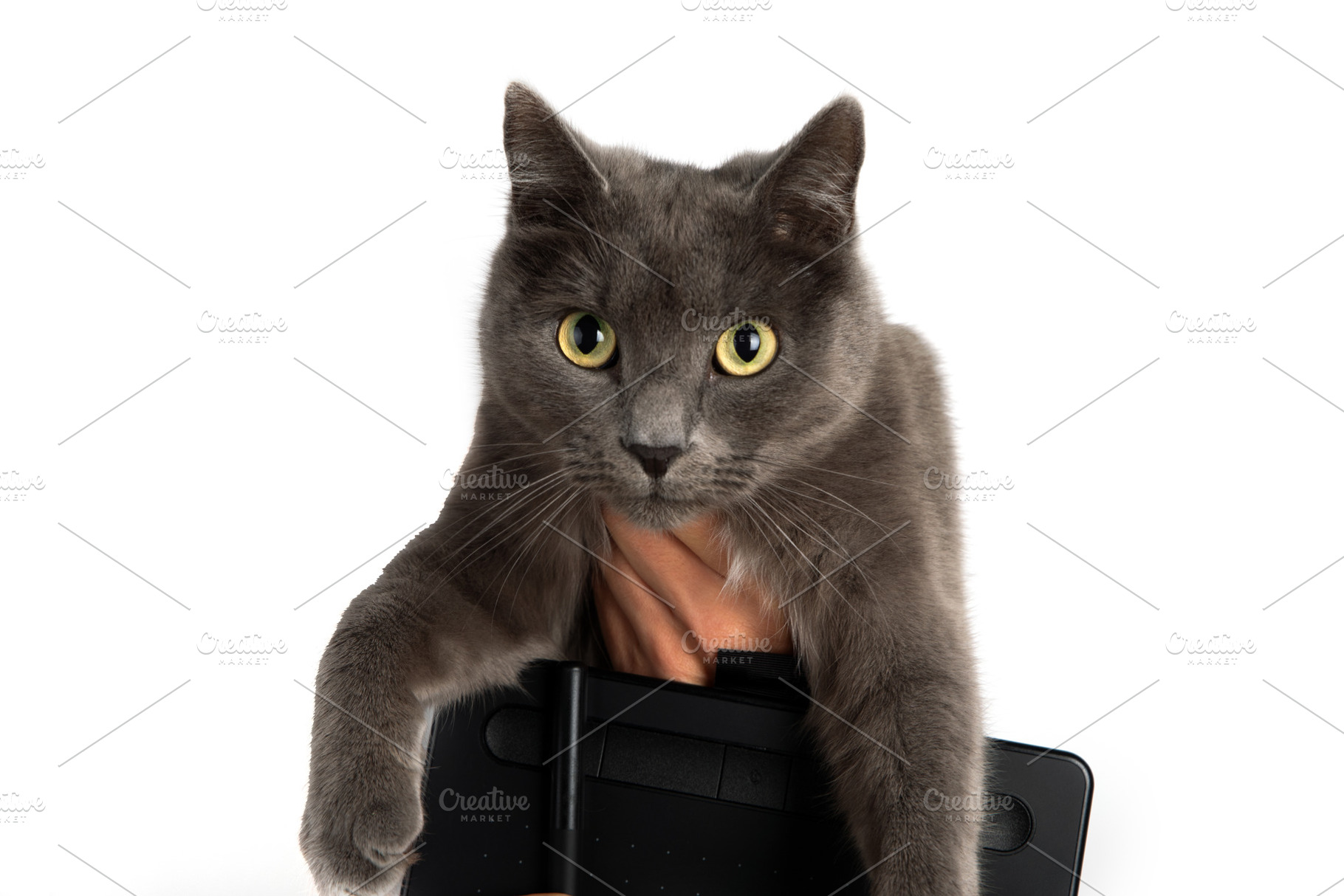 Gray Cat Holding Drawing Tablet, an Animal Photo by Ales Munt