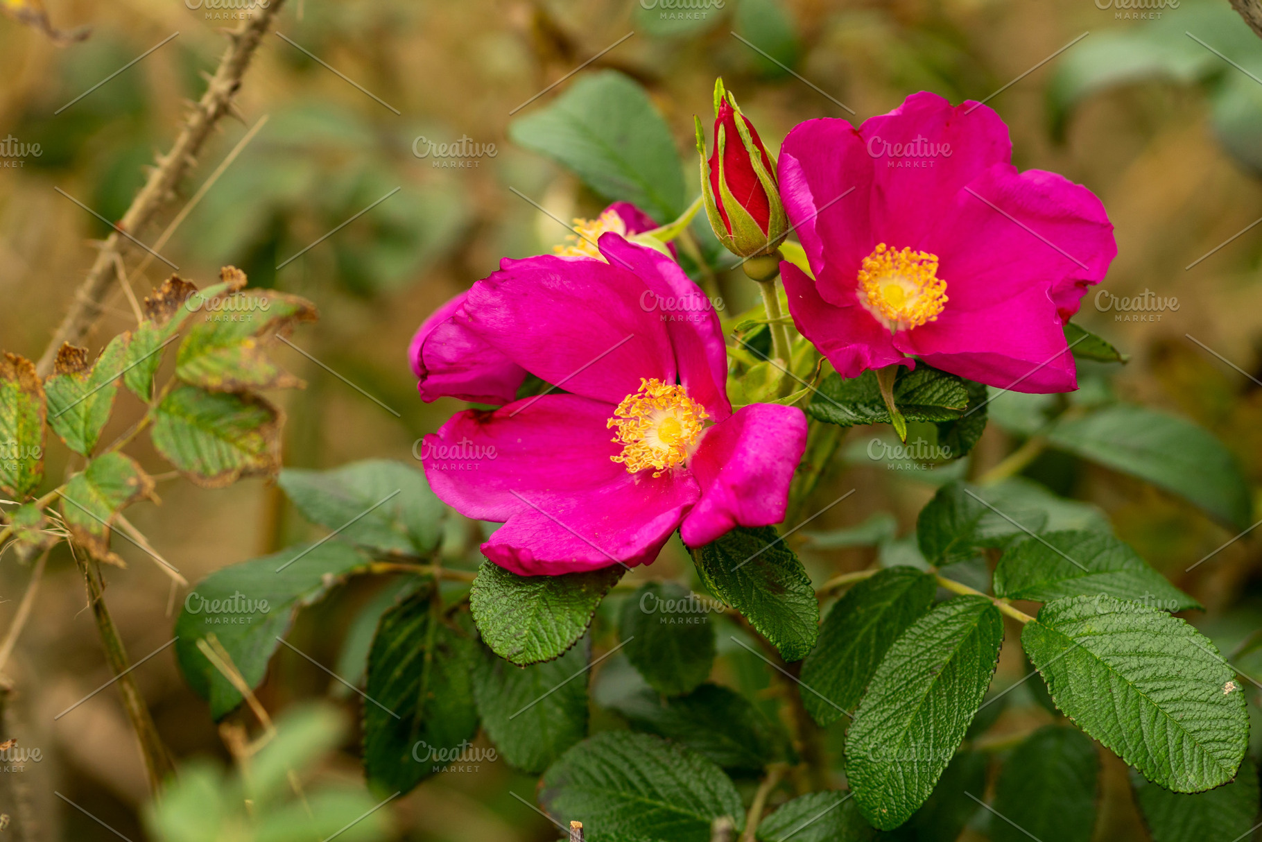 Bright pink wild roses blooming with, a Nature Photo by Elena Vagengeim