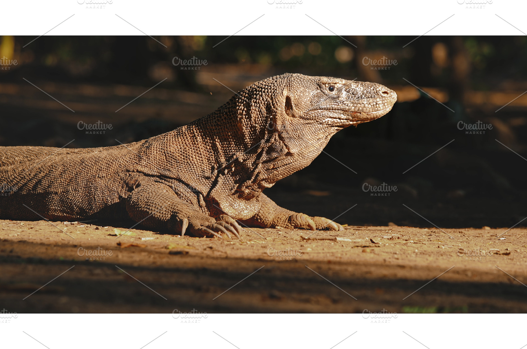 Komodo dragon resting on the ground, an Animal Photo by Goinyk