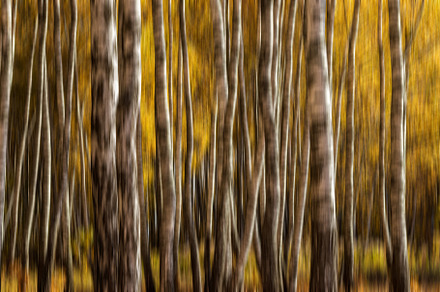 Autumn birch forest with sunshine., a Nature Photo by Eugene_Photo