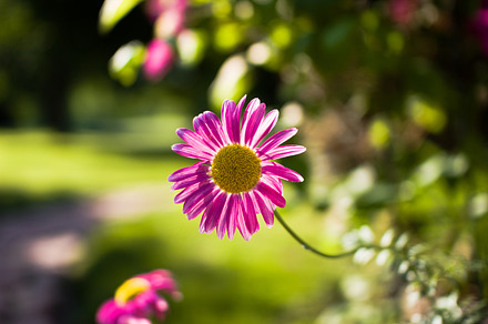 Evening Rose preview 4