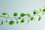 99 Frames of green leaves, a Nature Photo by Handmadefont (Thumbnail 98 of 100)