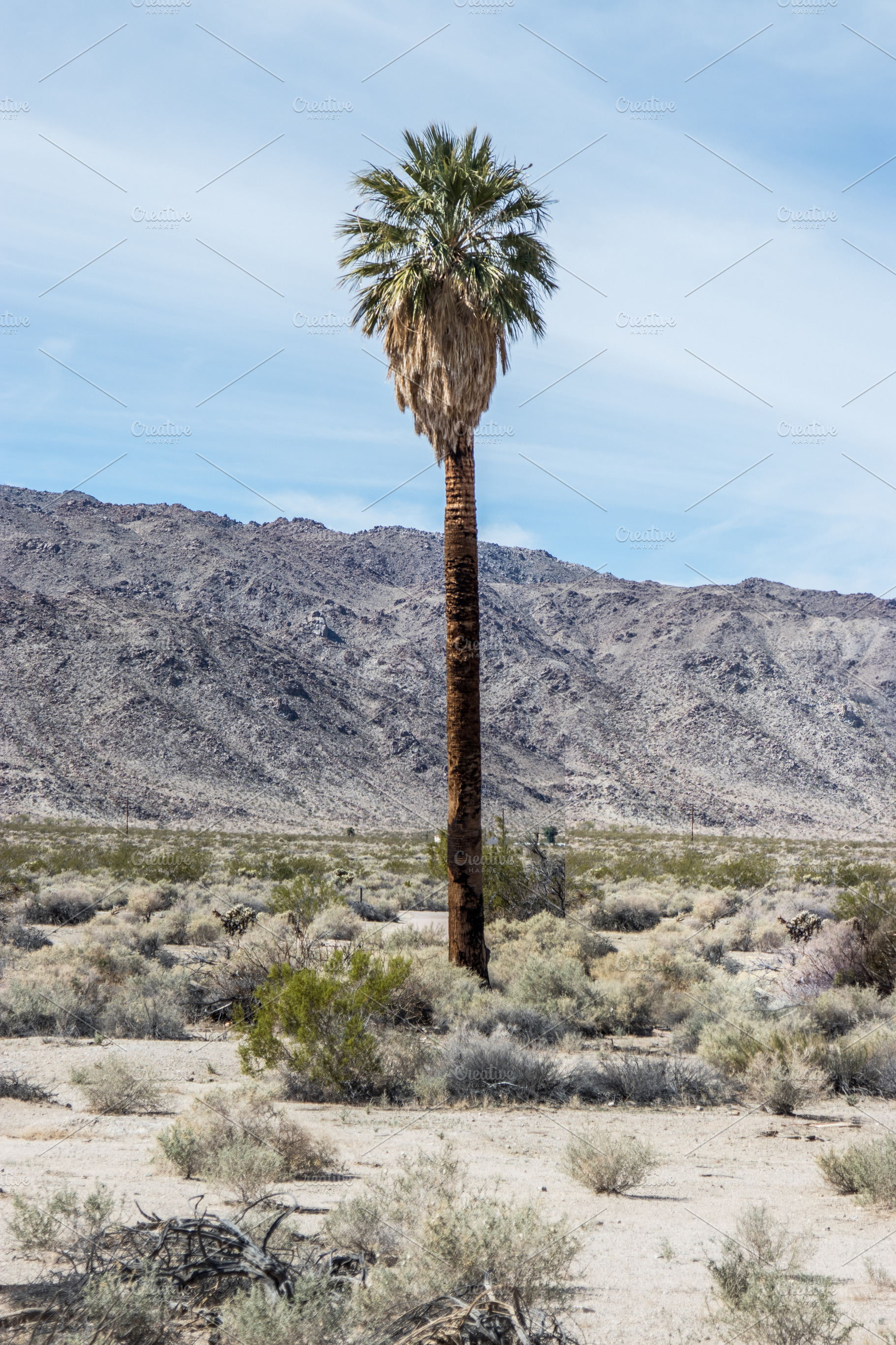 Desert Palm Tree, a Nature Photo by Madjid