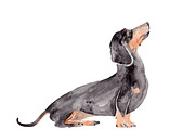 Wiener Dog Illustration, an Illustration by Foxery Digital (Thumbnail 2 of 4)