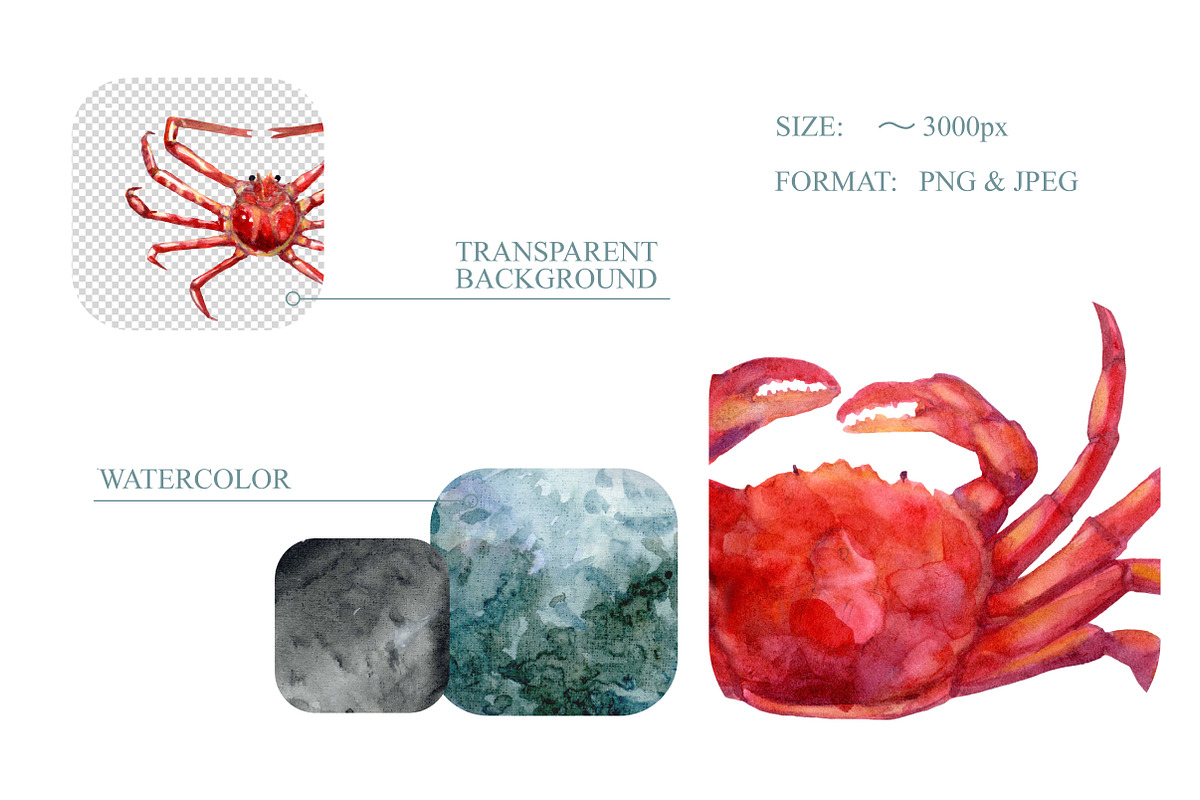 Watercolor sea creatures, an Illustration by Onceli*art (Photo 4 of 8)