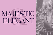 Pavoris, a Serif Font by IWMType (Thumbnail 2 of 7)