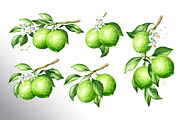Lime citrus. Watercolor collection, a Food Illustration by Daria Ustiugova (Thumbnail 8 of 21)
