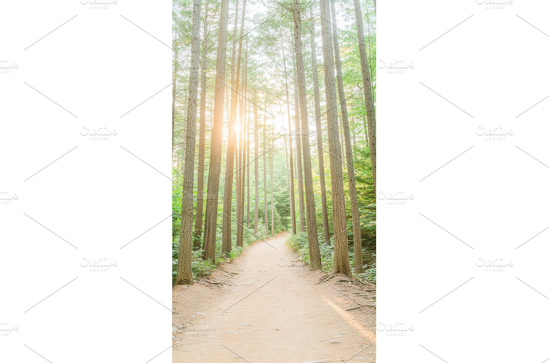 Serene forest pathway at sunrise, an Animal Photo by Lermont51