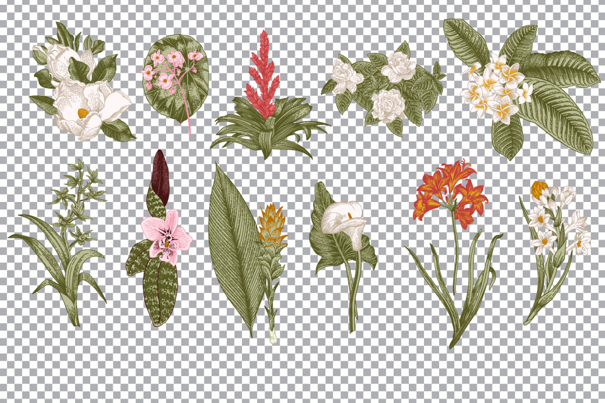 28 Exotic flowers., a Decorative Illustration by olga.korneeva (Photo 5 of 5)