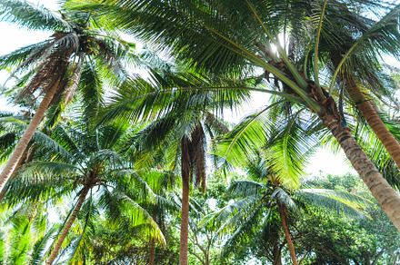 Palm tree on a tropical island, a Nature Photo by Art Rachen